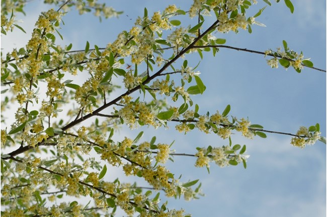 Branches covered in white flowers and a yellow center, the few leaves small and oval shaped.