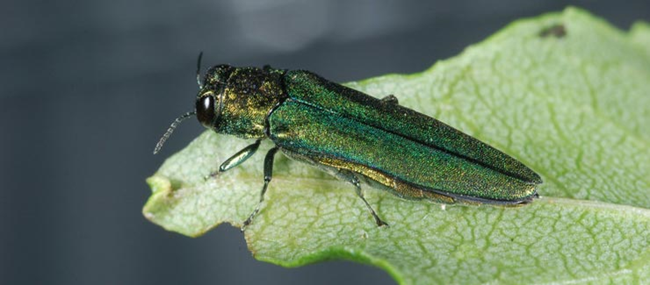 EAB Green-sheened, oblong insect sitting on a leaf.