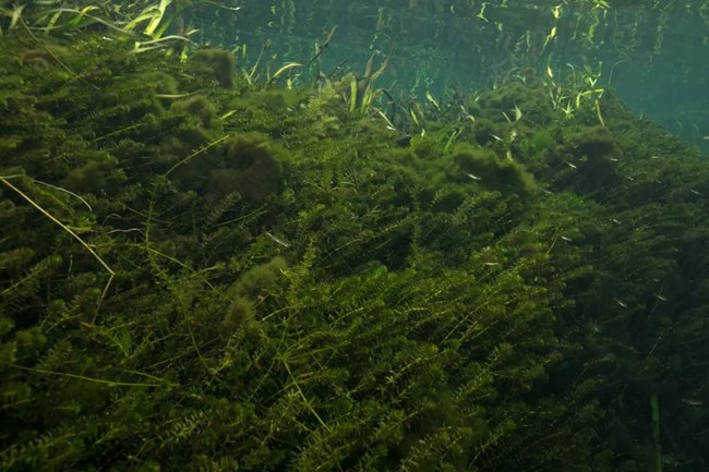 Matted underwater, tube-like structures with small pointed leaves of 4-8 radiating from a single point, spaced regularly.