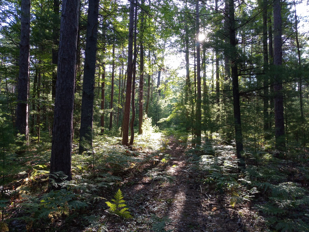 Looking out into the forest as the sun peeks through the tall trunks of pine, beech, and maple trees lighting the forest floor of shrubs.