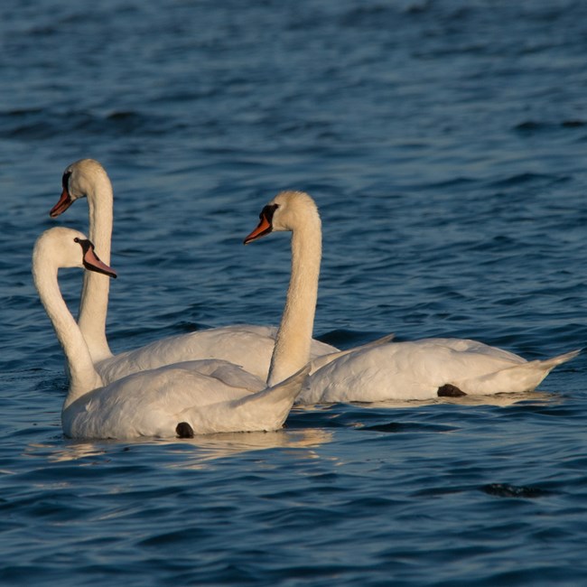 Three Mute Swans swimming - All white feathers with oranger beaks lined with black closest to head.