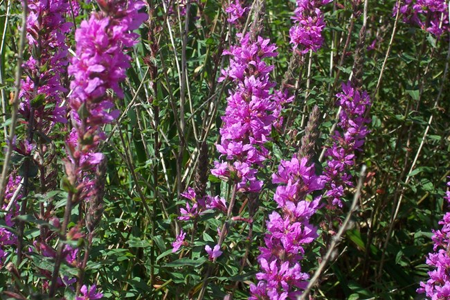 Clusters of stalks with quarter sized purple flowers stacked together at the top of each stalk.