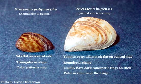 Small, dark and angular sebra mussel beside a larger, rounded quagga mussel.