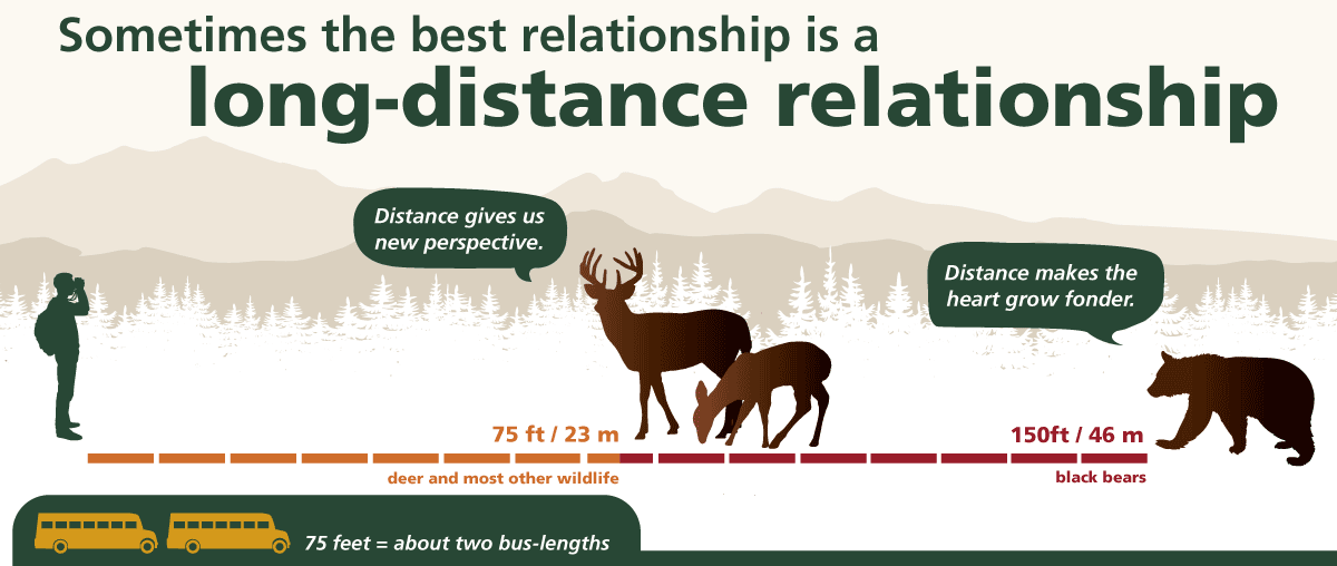alt="Graphic shows safe viewing distances for deer and bears"