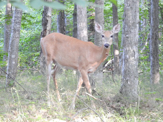 Doe stands amongst trees, staring directly at the camera frozen.