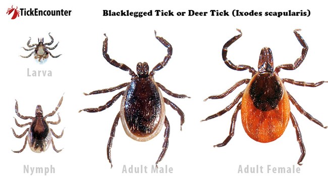 "Blacklegged or Deer Tick" Shown in Larva stage with 6 legs, smaller than others. Nymph and Adult Male, have eight legs with dark brown abdomen. Adult Female has eight legs with brown and orange abdomen.