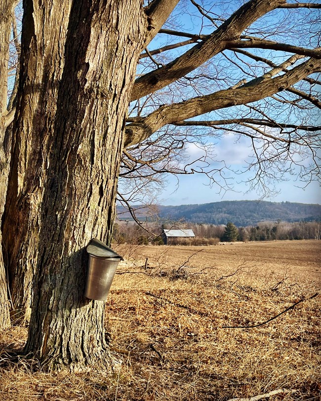 A metal sape bucket hangs from a maple tree with a field beyond.
