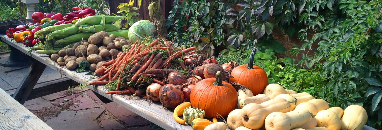 Harvest table full of colorful local produce