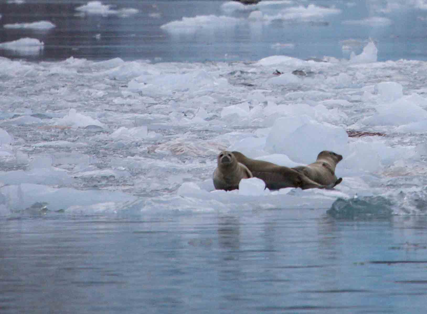 ice ocean seal