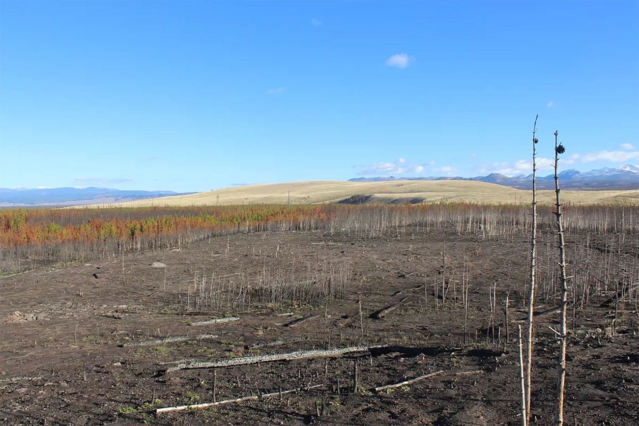 A landscape burned by fire. NPS photo.