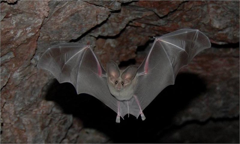 bats all around the world