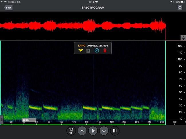 spectrogram of silver-haired bat
