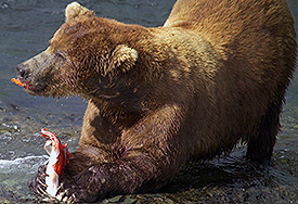 Brown Bears Bears U S National Park Service