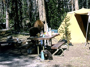 Black bear cubs raiding a campsite, Yellowstone National Park; 1964