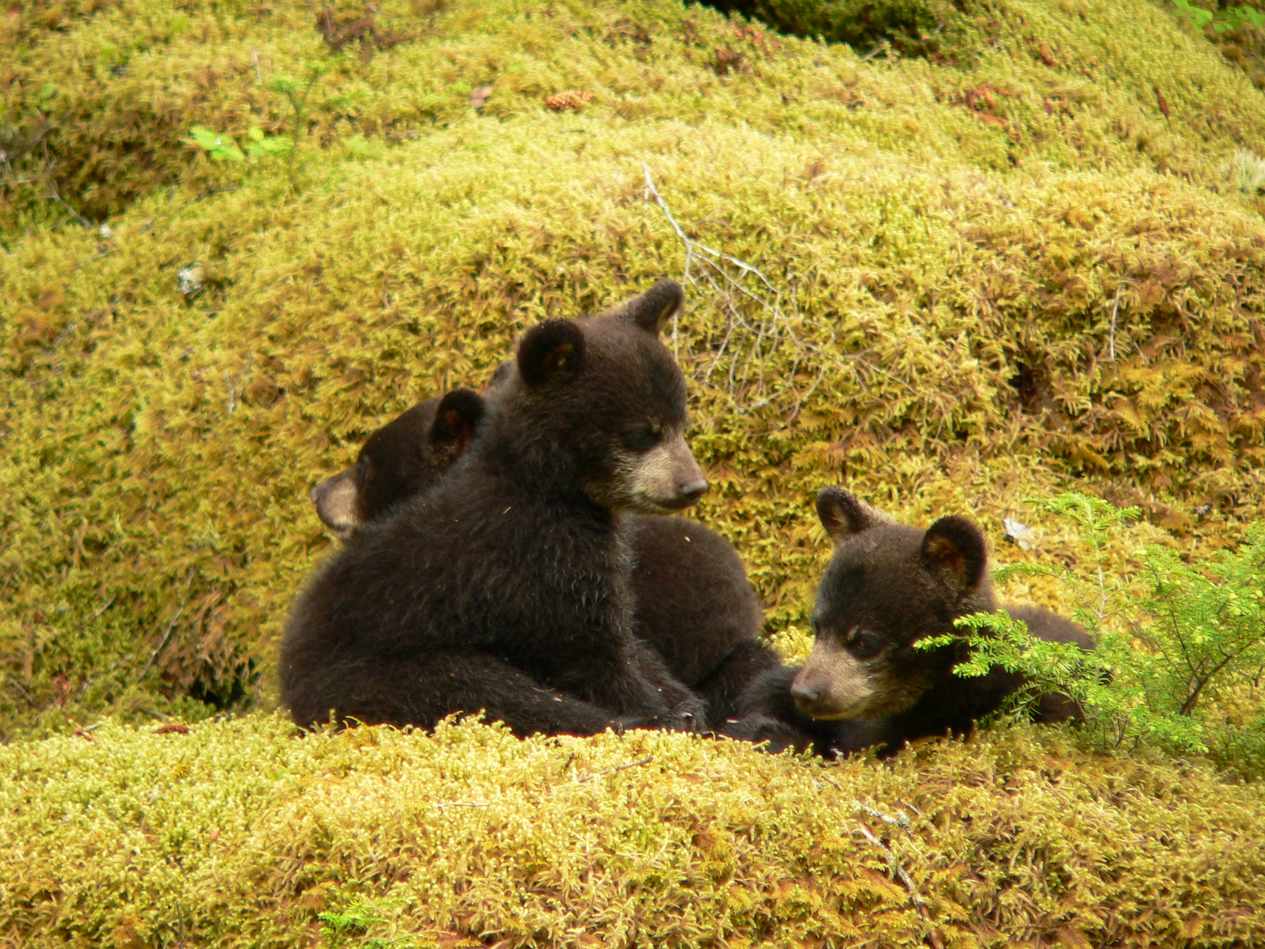 American Black Bear (U.S. National Park Service)