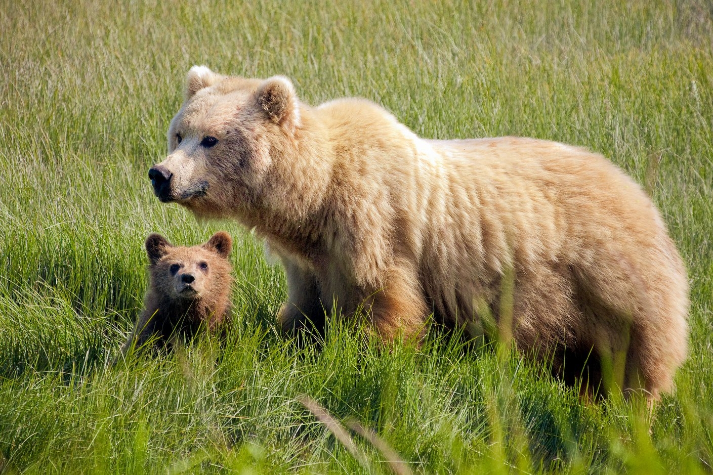 Brown Bears Bears (U.S. National Park Service)