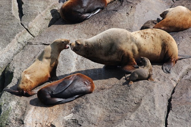 Steller sea lions