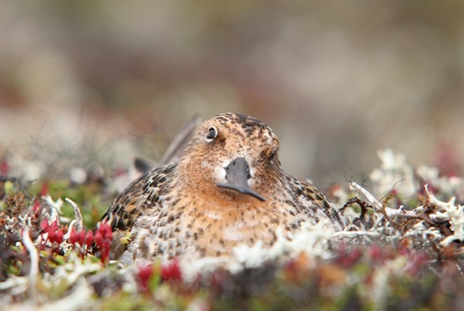 a small brown bird sitting in the grass