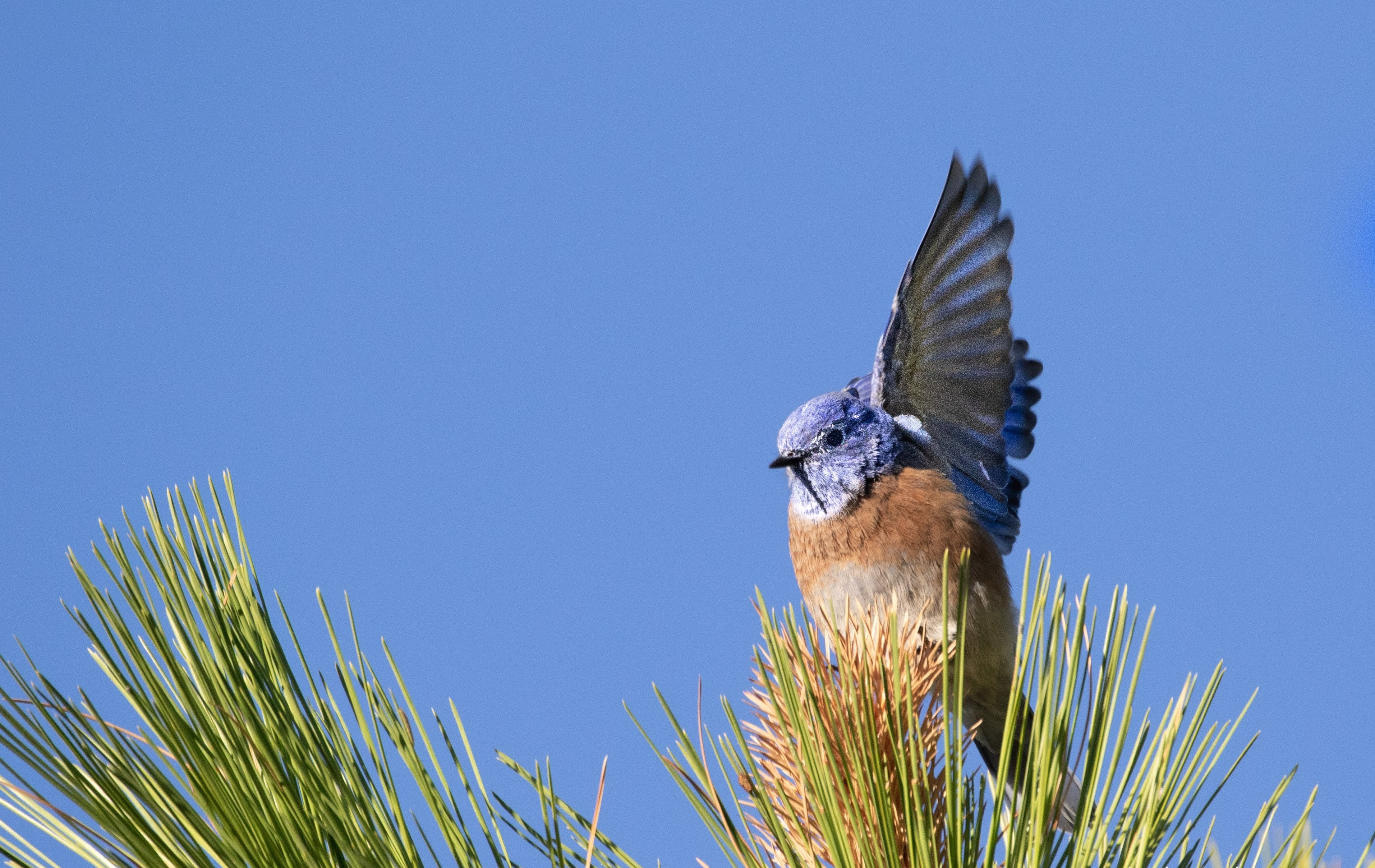 Protecting Birds & Wildlife