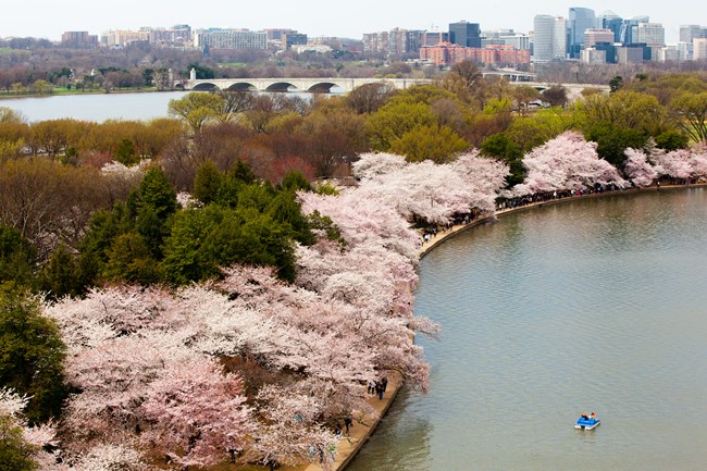 The Different Varieties of Cherry Blossoms in Japan