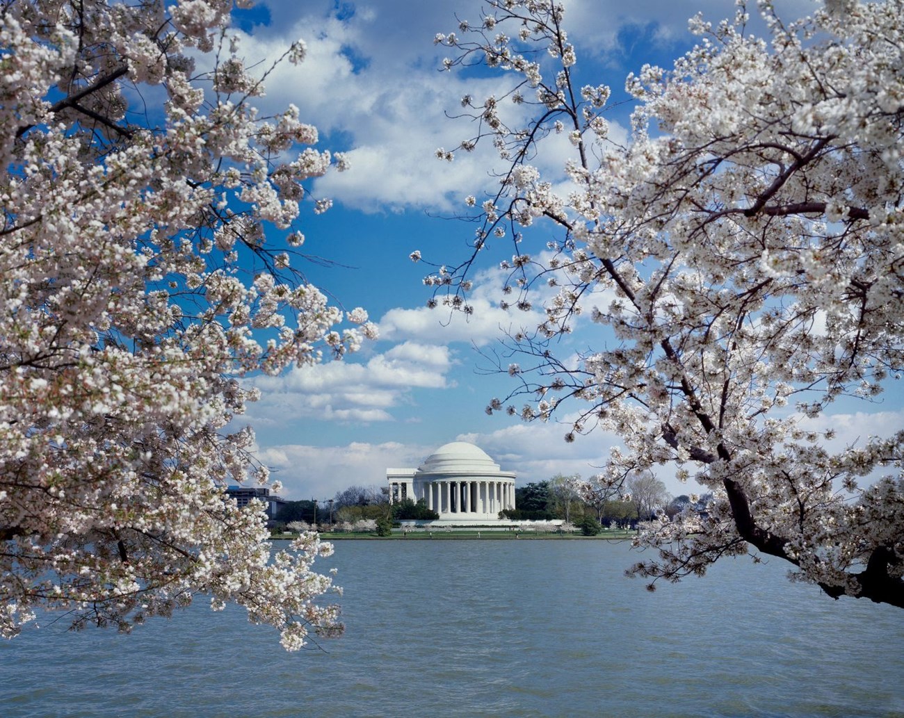 Best Cherry Blossom Cities In The World—Where to See Cherry Blossoms