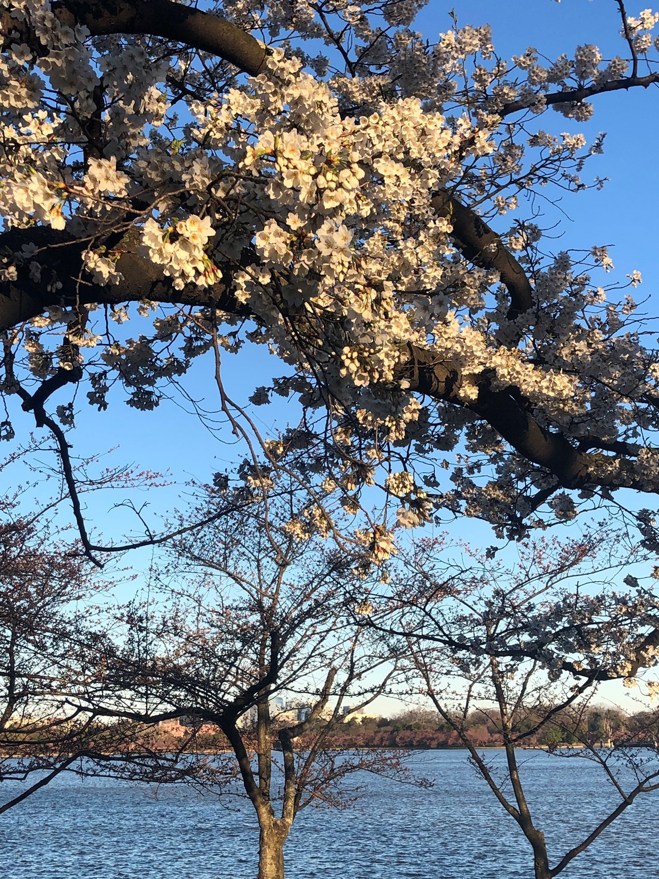 Cherry Blossom Season 2023 Guide: How to Get a Cherry Blossom Tree