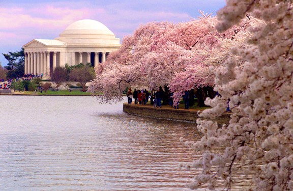 Care, 'magic' help DC's cherry blossom trees defy age