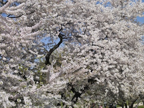 X \ Washington Nationals على X: Cherry blossom season means a little bit  more to us this year…