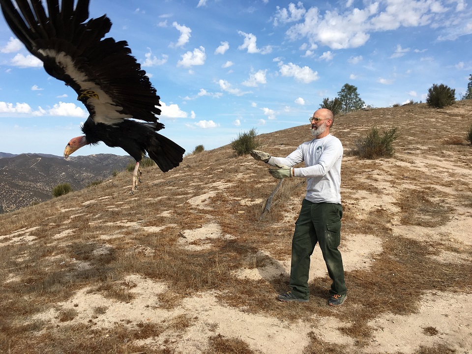 Understanding and Managing Condors California Condors (U.S. National