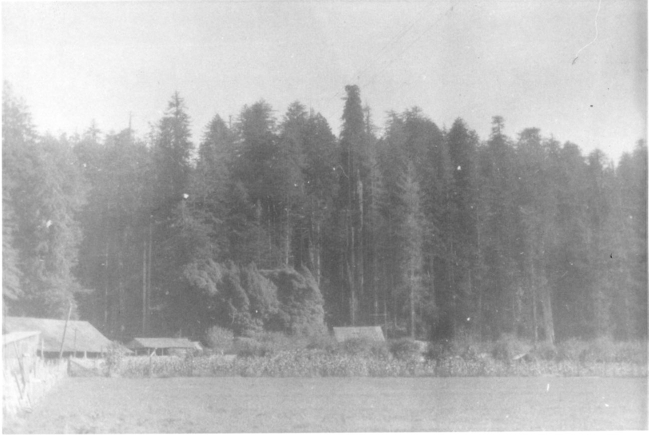 Tall trees line the side of an open prairie at the site of Boyes Orchard, with structures and fencing at the edge of the clearing.