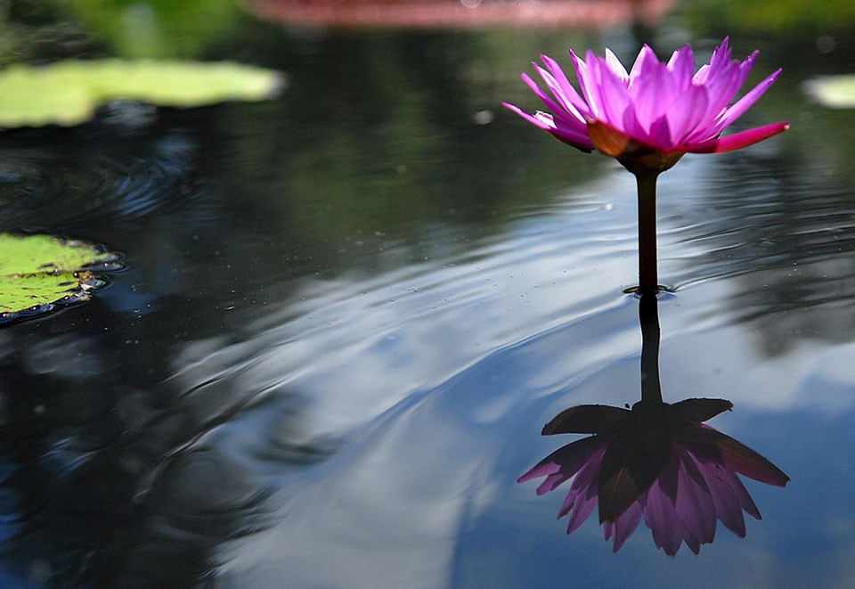 The Beauty in Water: Kenilworth Aquatic Gardens Landscape ...