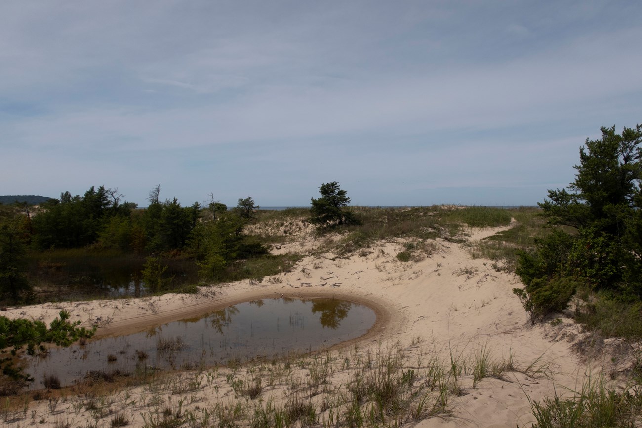 A pool of water in a depression in sand dunes, which are covered in grasses and scattered conifers.