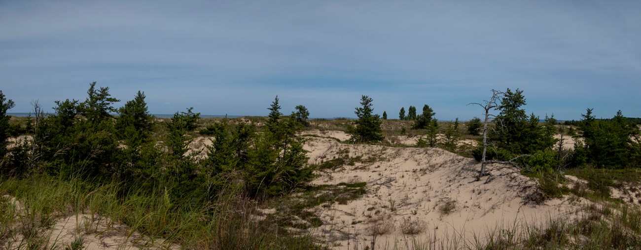 Grasses and scattered conifers grow in low sand dunes.