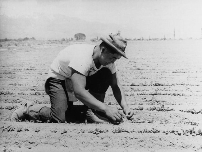 A young man, wearing a hat, kneels to tend to small plants in the dirt rows of a field
