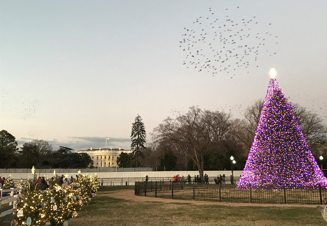 A low metal fence encircles a tree covered in Christmas lights, with smaller decorated trees to the left and the White House in the distance