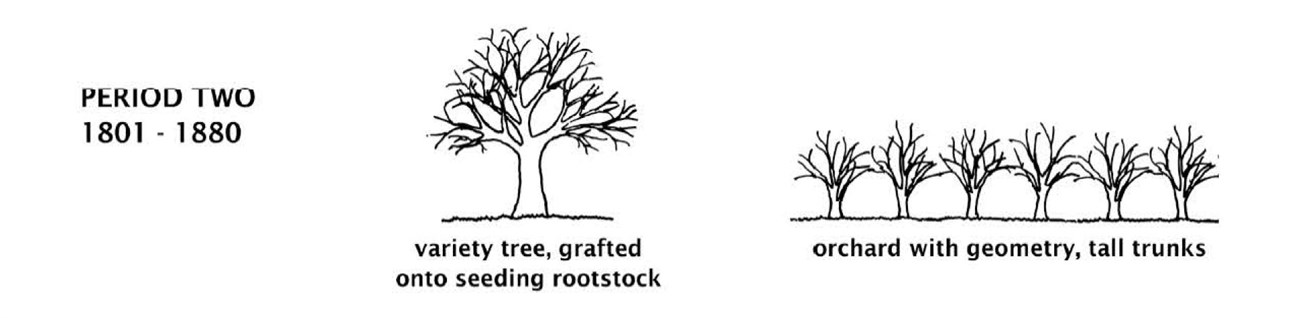 Diagram showing tree and orchard characteristics during the period 1801-1880.