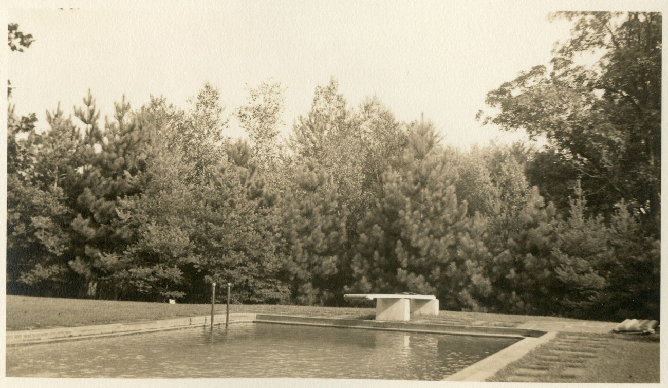 Sepia-toned photo with a dense row of pine trees forming a screen behind a swimming pool with a diving board.