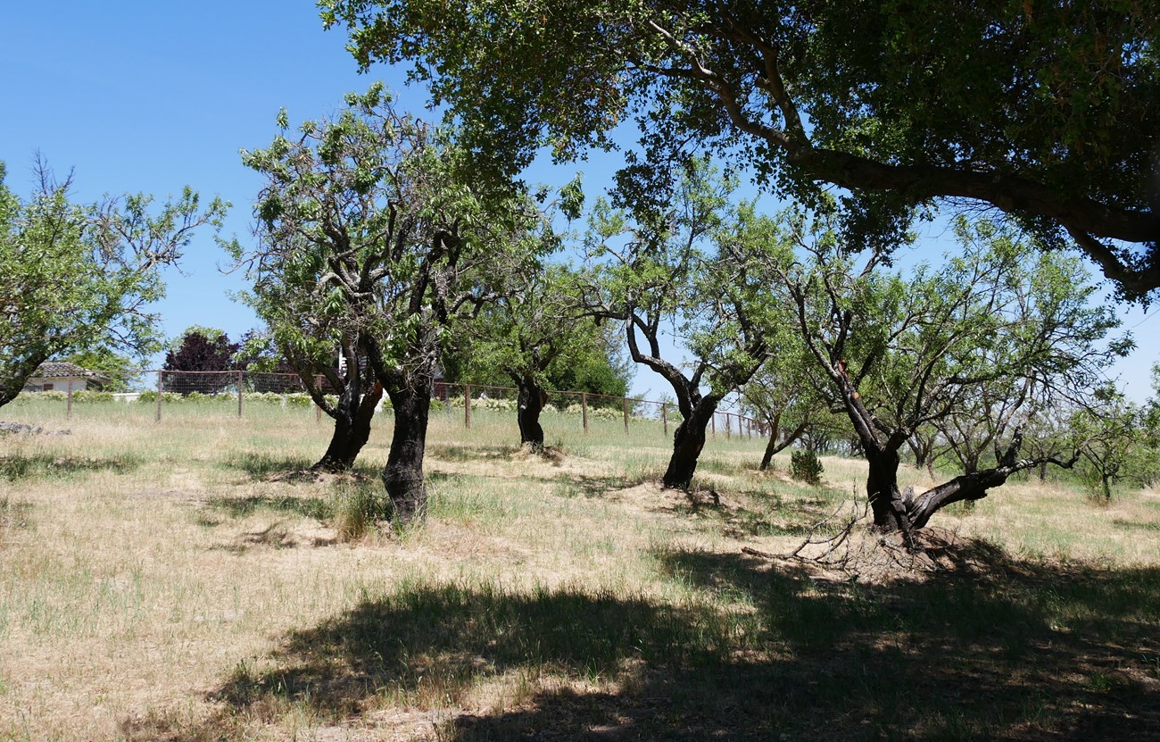 Mature almond trees with curving, leafy branches grow in a grid on a slope