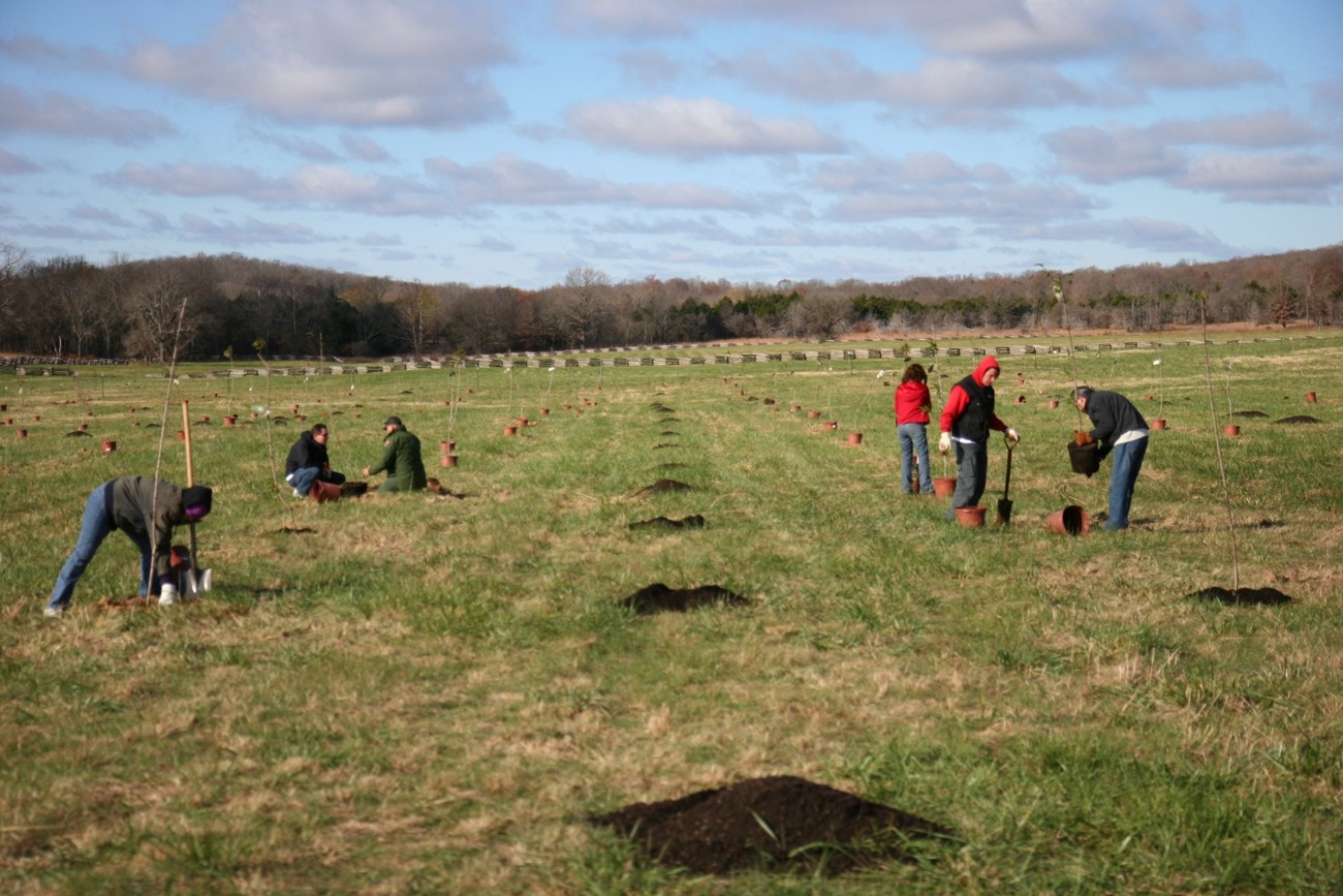Groups of people plant young trees from pots into rows of holes in a field