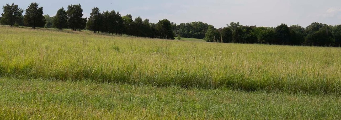 Agricultural field at Portici A colored photograph of a grassy field with a line of trees in the background and heavy cloud cover in the sky.