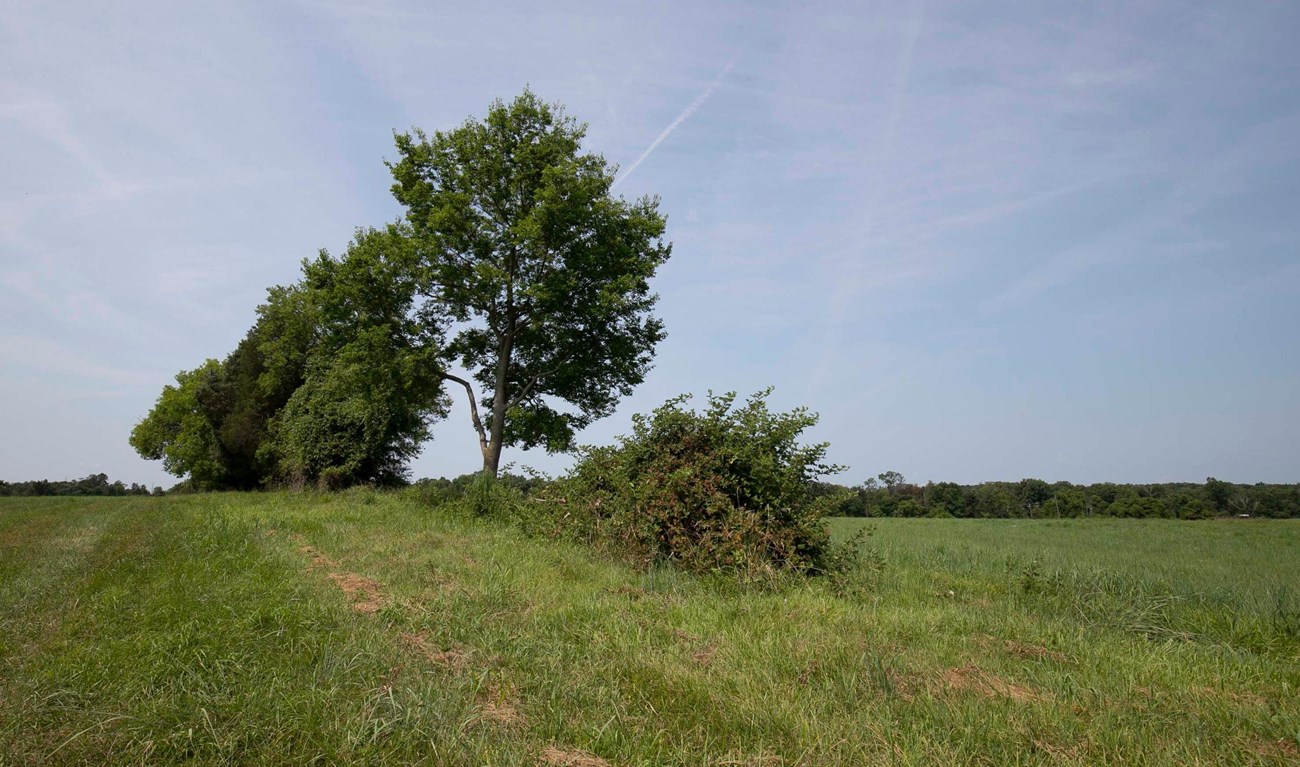 MANA Row of trees along farm road trace A colored photograph of a cluster of trees in a field. There is a line of trees running along the horizon in the background of the image and there are wispy clouds in the sky.