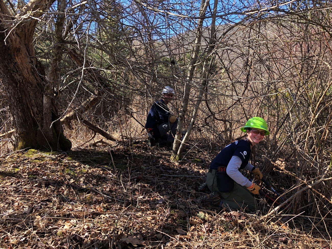 Two people with hardhats and handtools kneel to cut into dense, leafless vegetation.