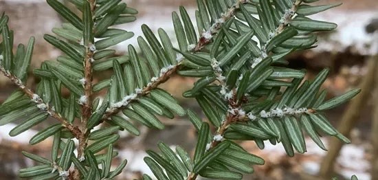 A hemlock branch infected by hemlock woolly adelgid, marked by a cotton-like substance at the base of the needles.