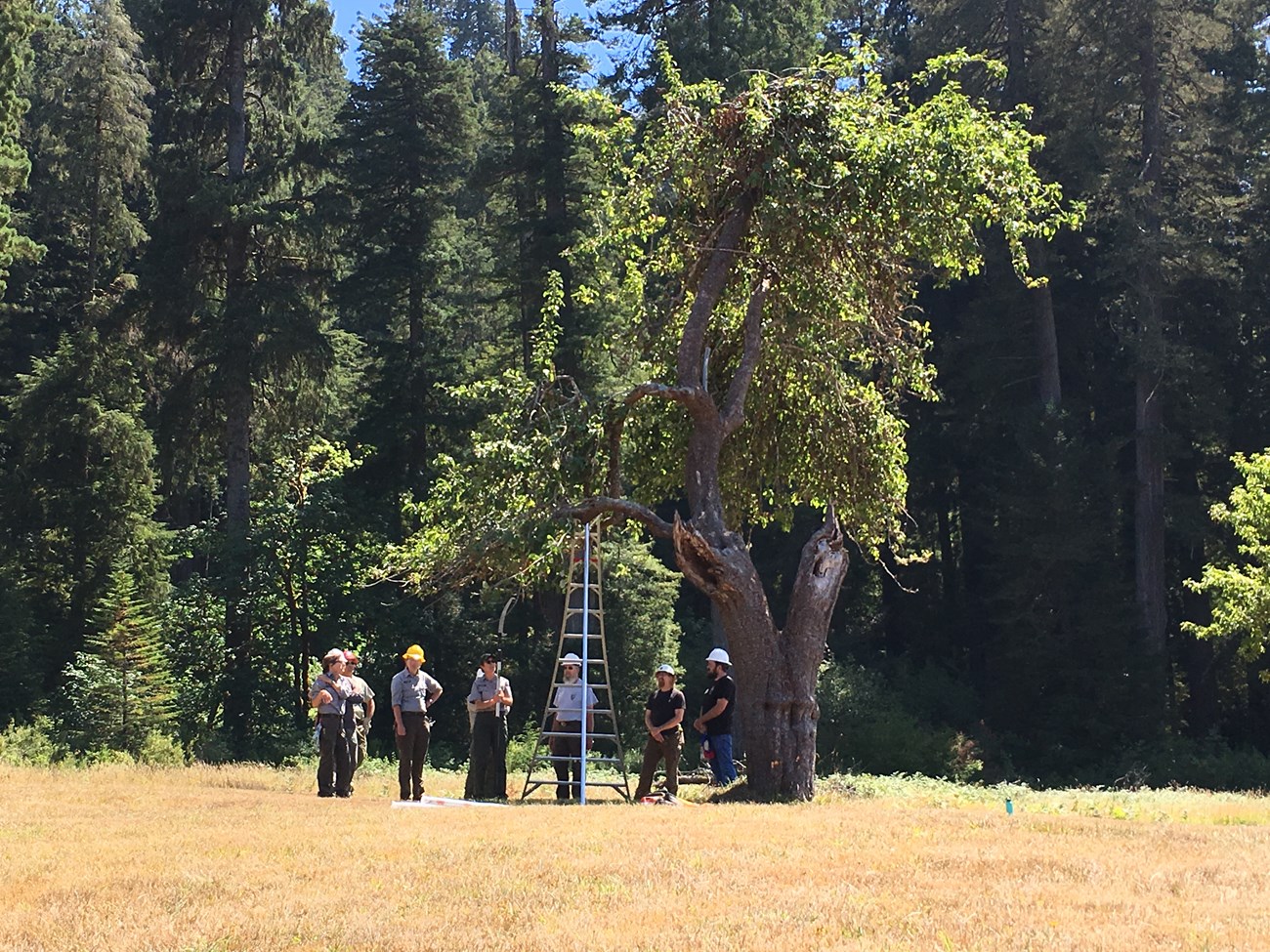 A long shot of a group gathered under a tall fruit tree in a prairie.