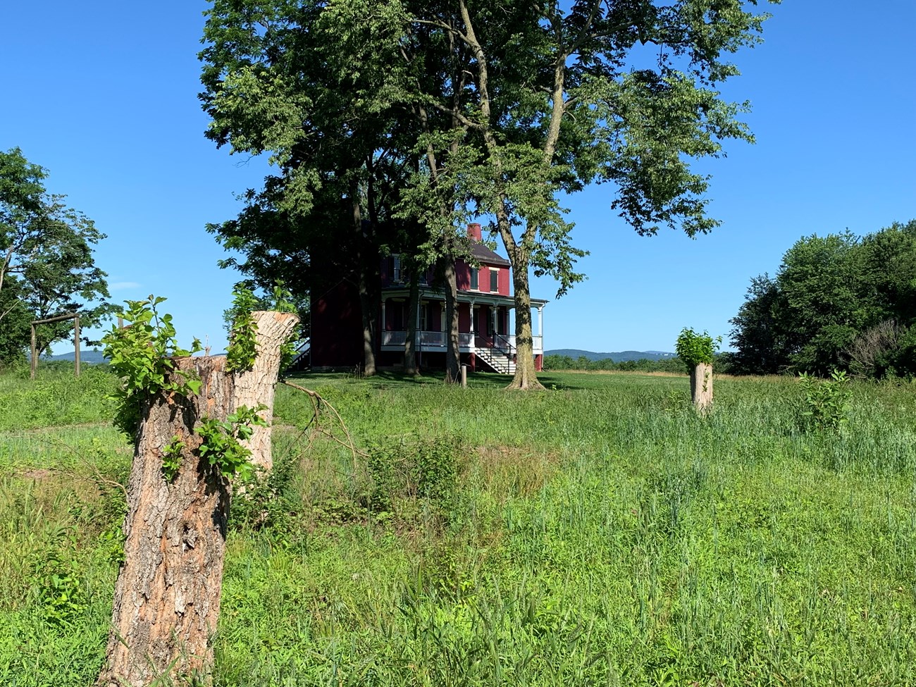 Leaves sprout from cut tree trunks in grass beside a two-story farmhouse