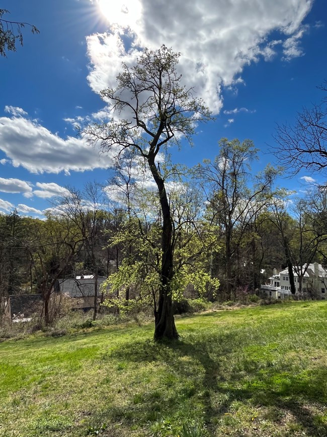 Pear tree at Linnaean Hill A tall tree with a gently curving trunk and short, leafy branches grows on a grassy slope.