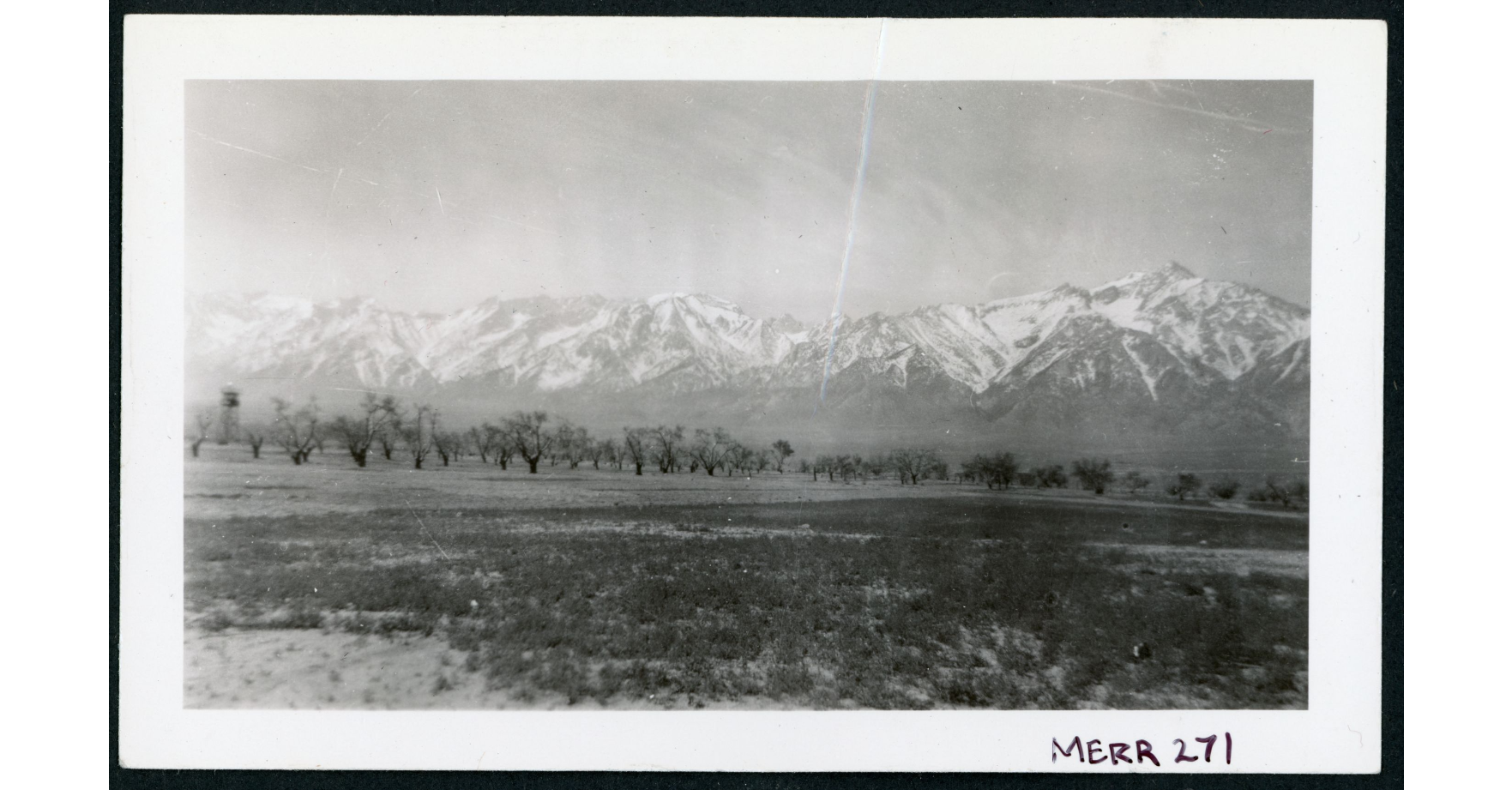 Photograph of the apple orchard at Manzanar incarceration camp. The foreground is cleared desert, with the background of the snow-covered Sierra Nevada.