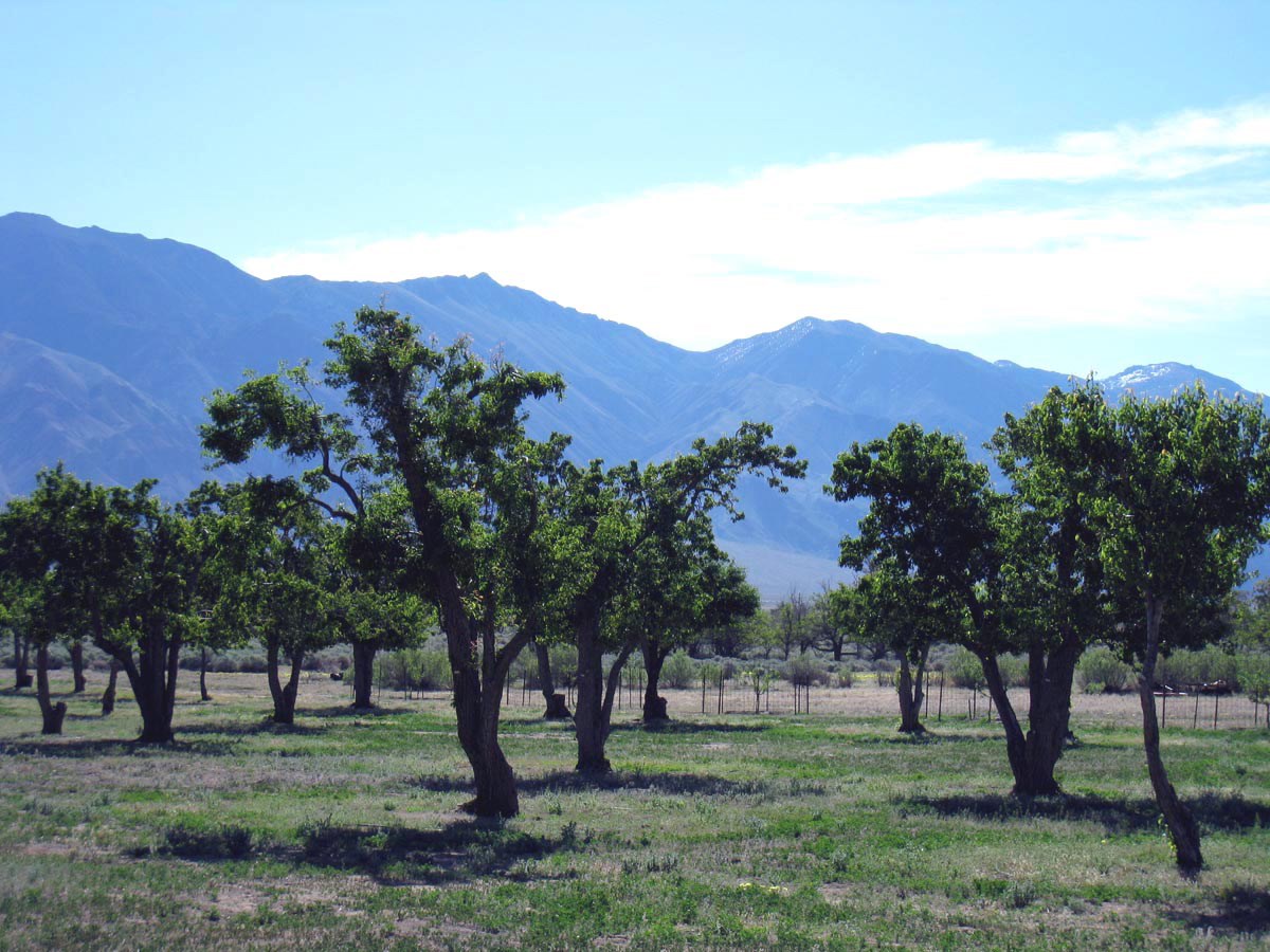 Leafy fruit trees in an orchard at Manzanar, with mountains in the background