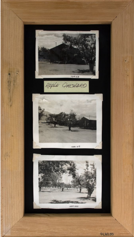 Exhibit panel titled "Orchards in Manzanar." Panel includes three photographs of fruit trees within Manzanar 1942-1945, including some within a block of barracks building.