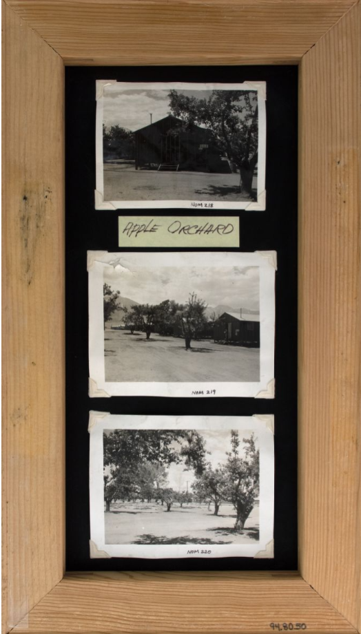 Orchards in Manzanar - panel collage Exhibit panel titled "Orchards in Manzanar." Panel includes three photographs of fruit trees within Manzanar 1942-1945, including some within a block of barracks building.